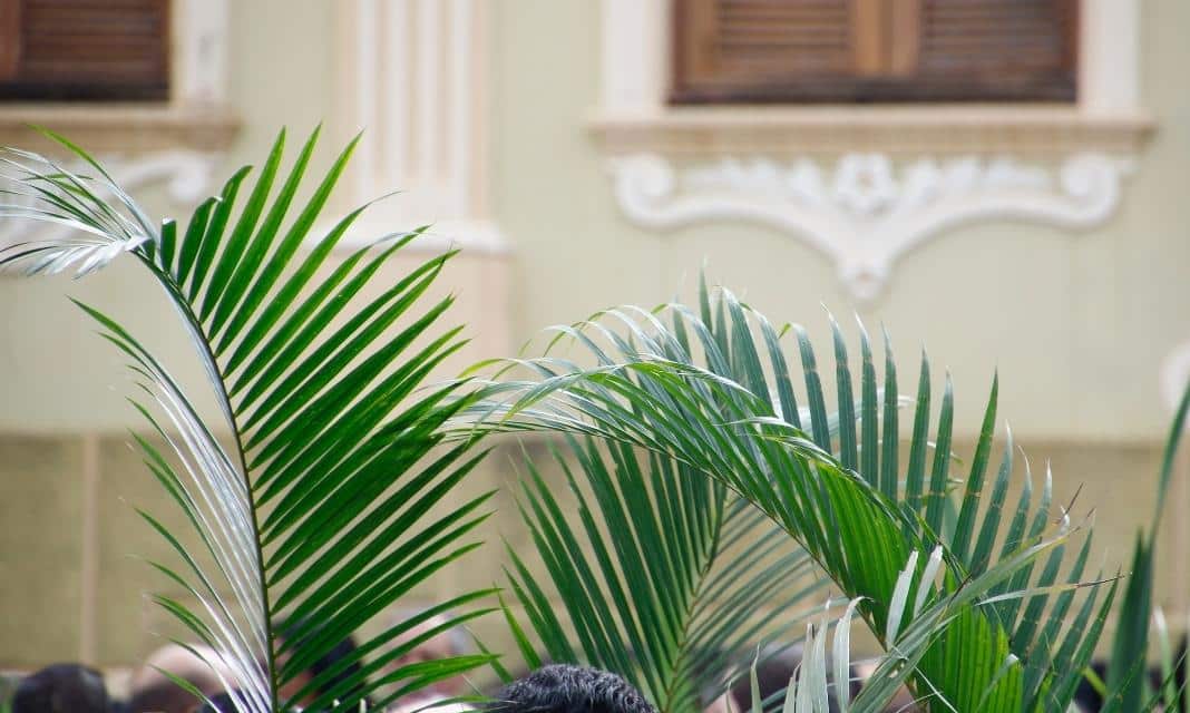 Niedziela Palmowa w Mławie: Tradycje, Obyczaje oraz Ważne Informacje
